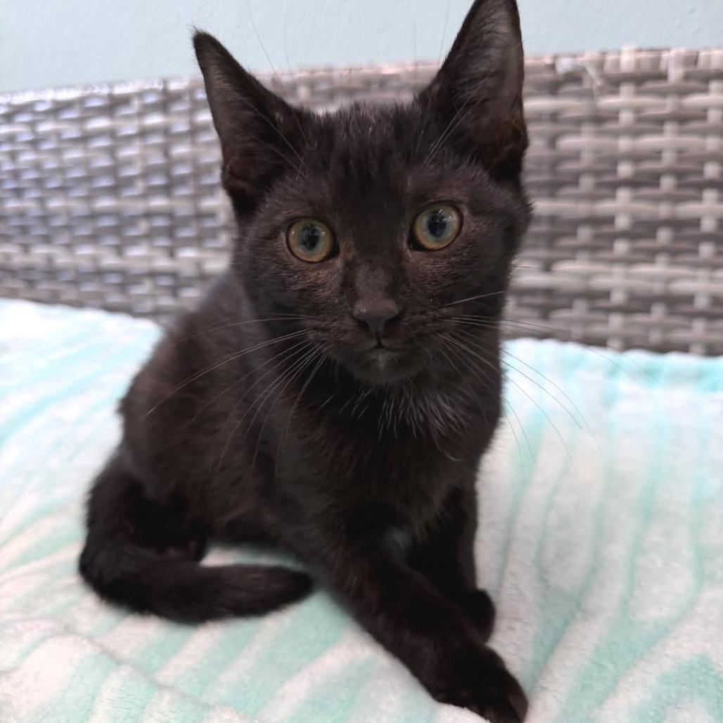 Enlarge Marshmallow, a Adoptable Domestic Short Hair in Attica, NY image 2/3