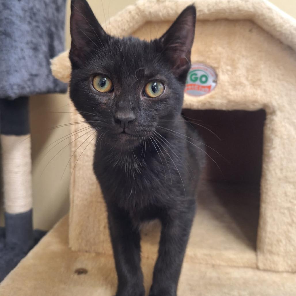 Enlarge Marshmallow, a Adoptable Domestic Short Hair in Attica, NY image 3/3