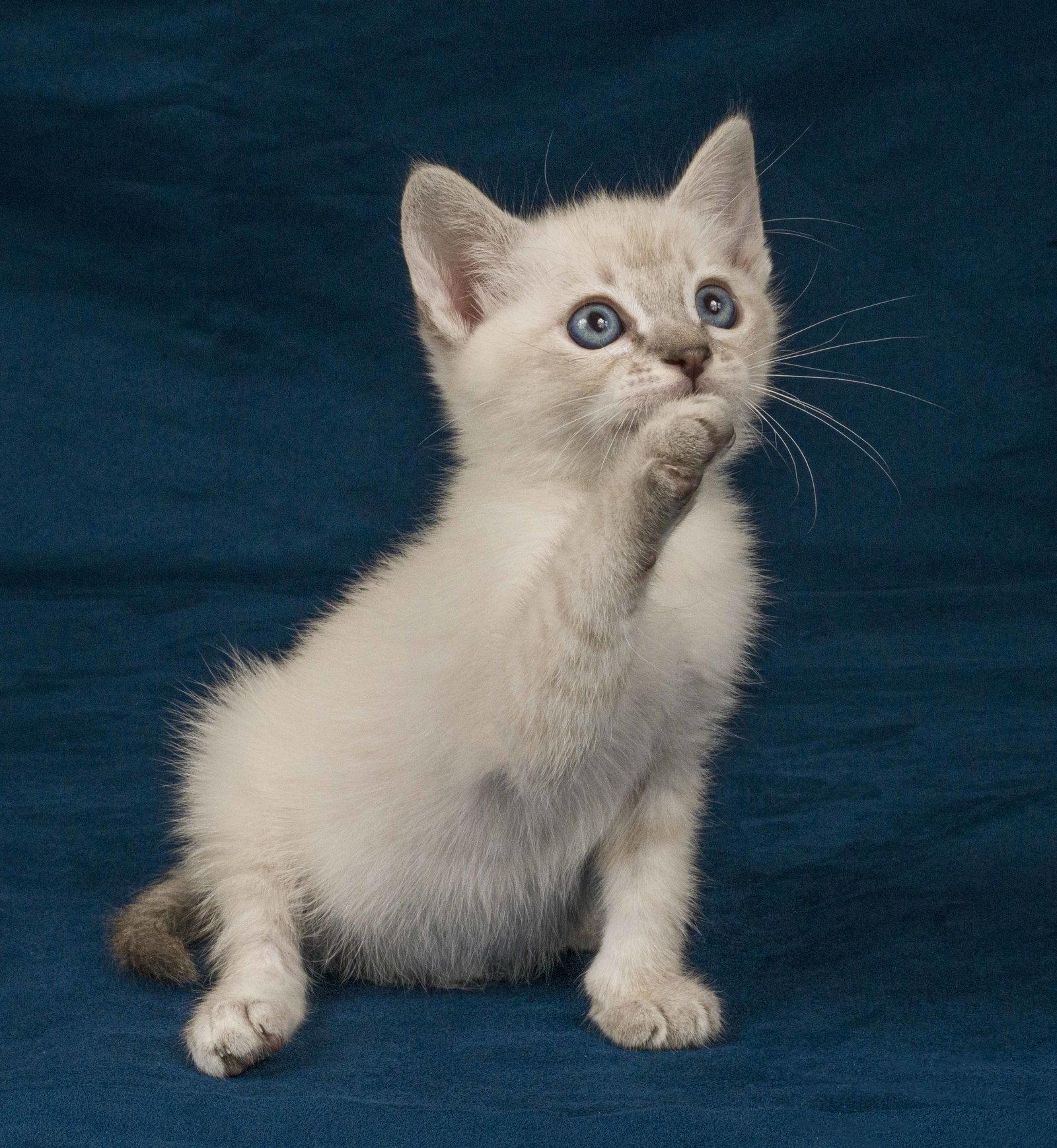 Biscuit, Adoptable, Young Male Domestic Short Hair.