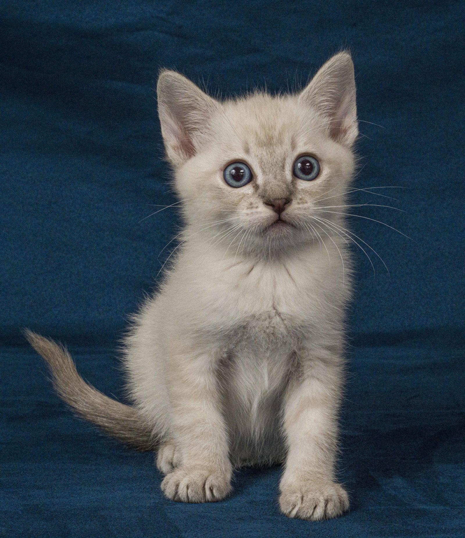 Enlarge Biscuit, a Adoptable Domestic Short Hair in Davis, CA image 2/3