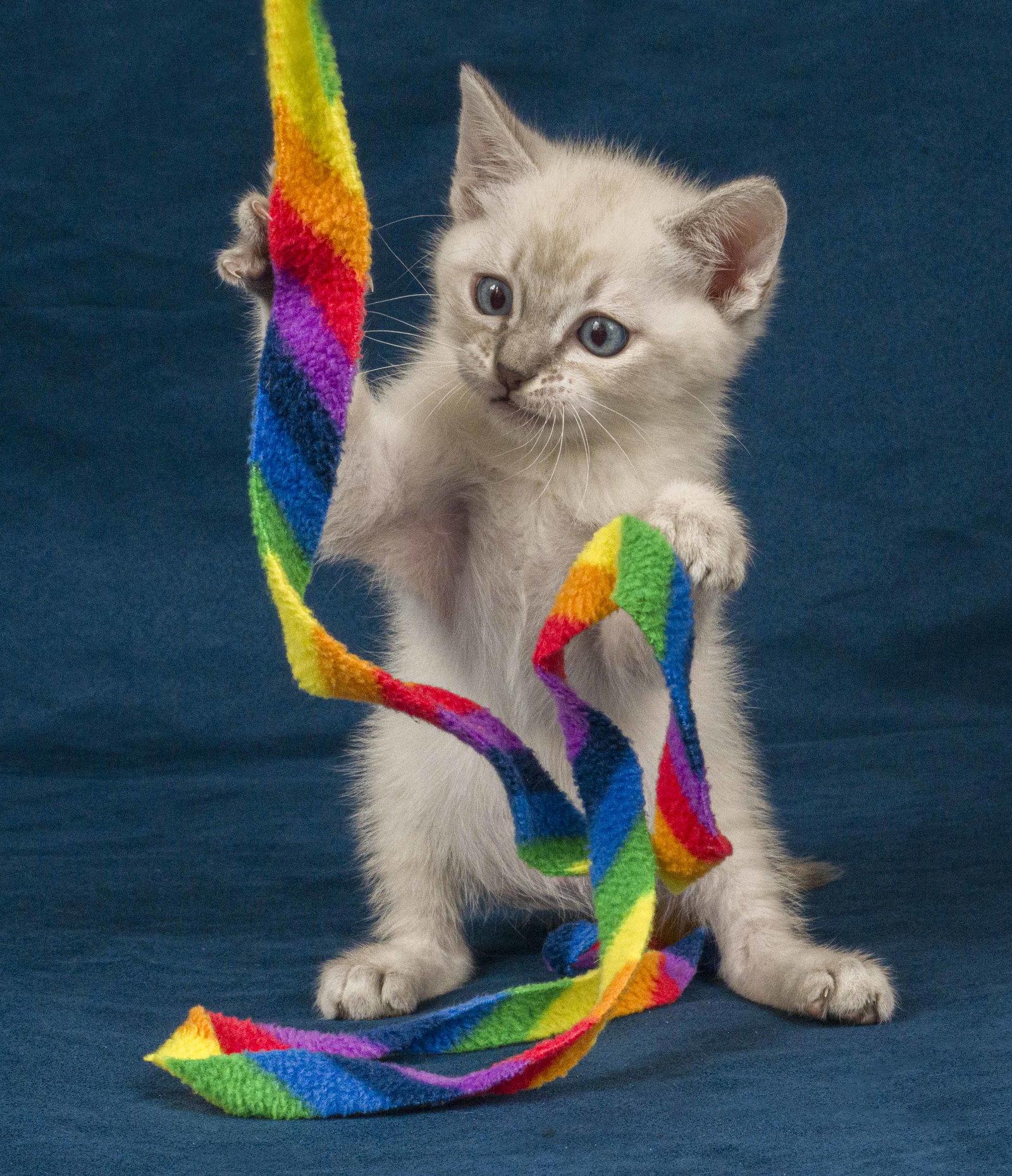 Enlarge Biscuit, a Adoptable Domestic Short Hair in Davis, CA image 3/3