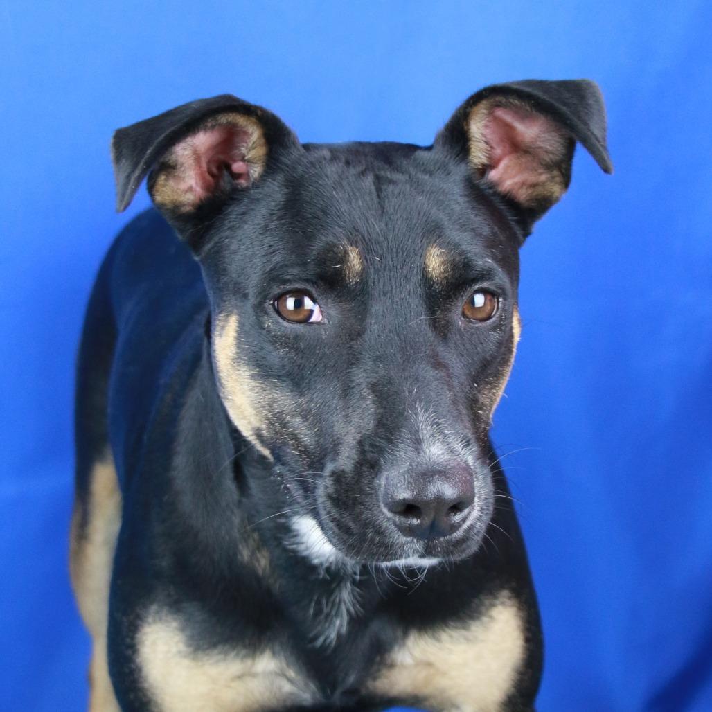 Enlarge Jojo - 090314T, a Adoptable mixed breed in Tupelo, MS image 1/3