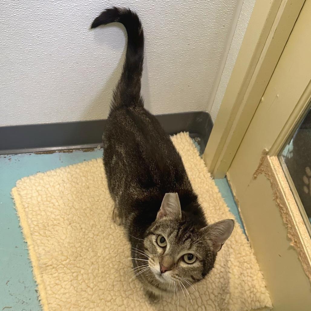 Tory, Adoptable, Adult Female Domestic Short Hair.