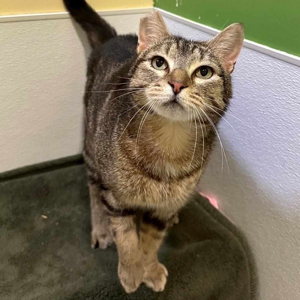 Enlarge Tory, a Adoptable mixed breed in Woodinville, WA image 2/6