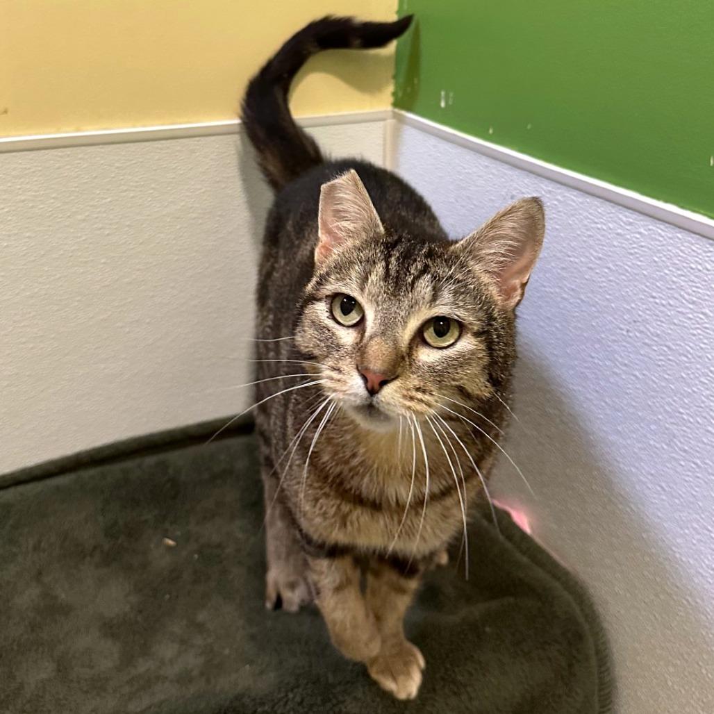 Enlarge Tory, a Adoptable mixed breed in Woodinville, WA image 3/6