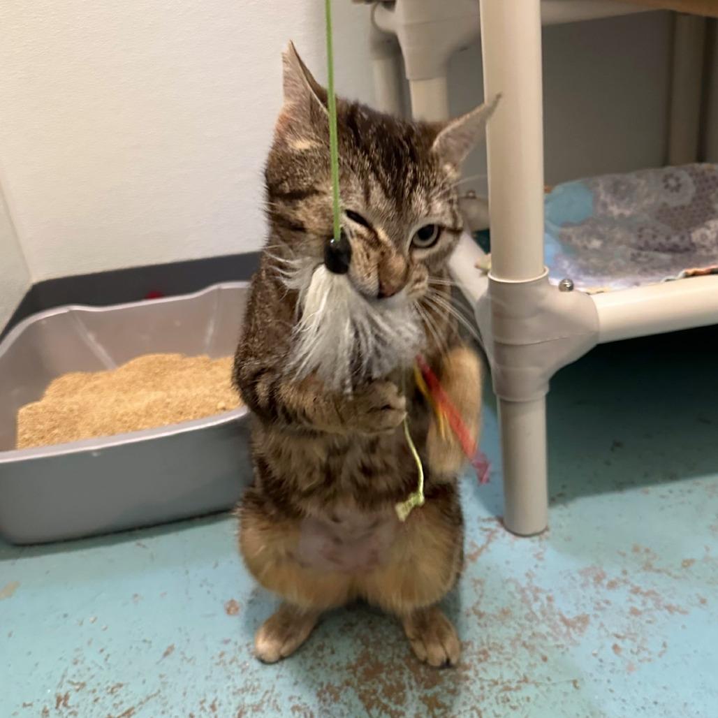 Enlarge Tory, a Adoptable mixed breed in Woodinville, WA image 4/6