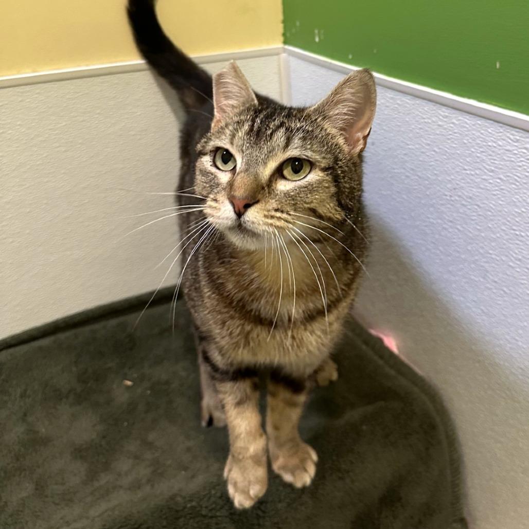 Enlarge Tory, a Adoptable mixed breed in Woodinville, WA image 6/6