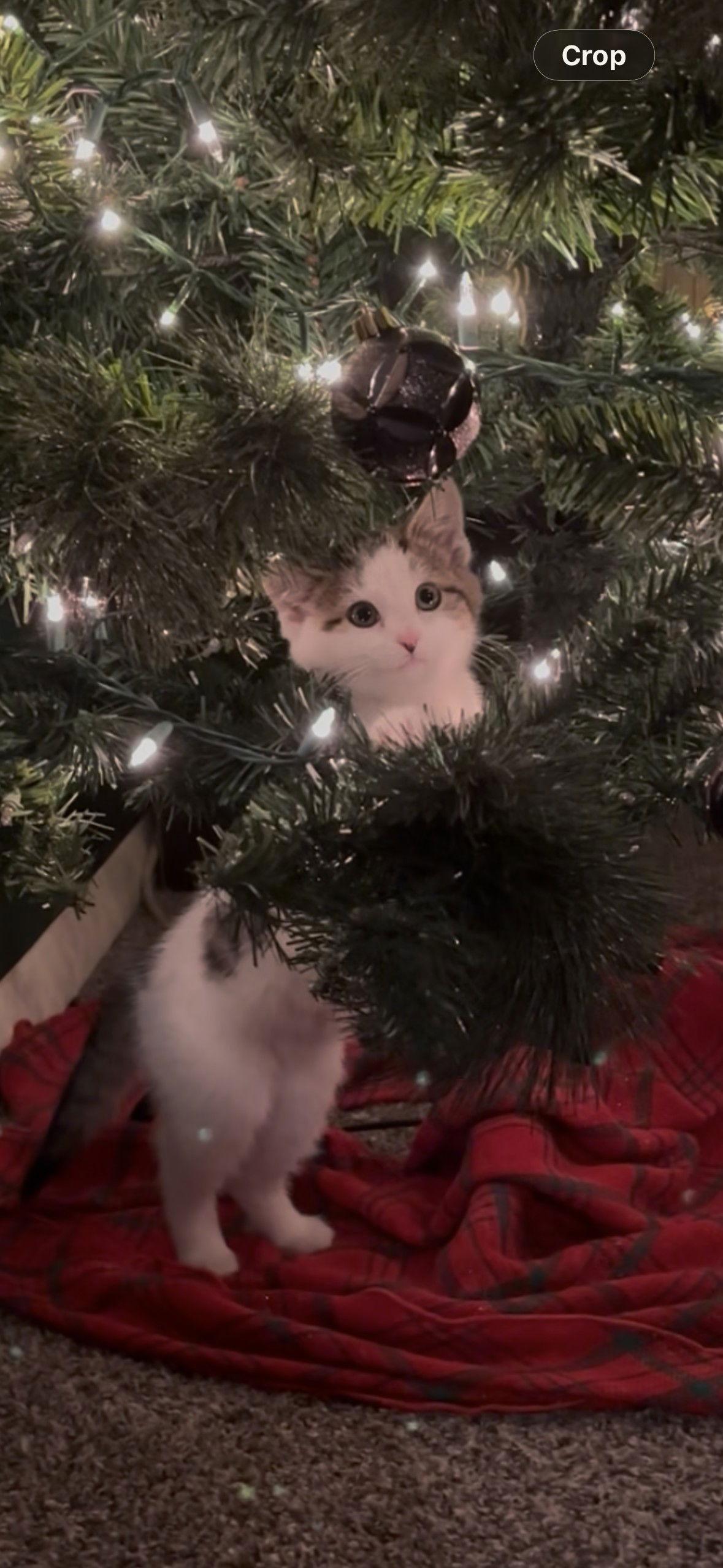 Enlarge Flurry, a Adopted Domestic Short Hair in Harrisburg, PA image 1/3