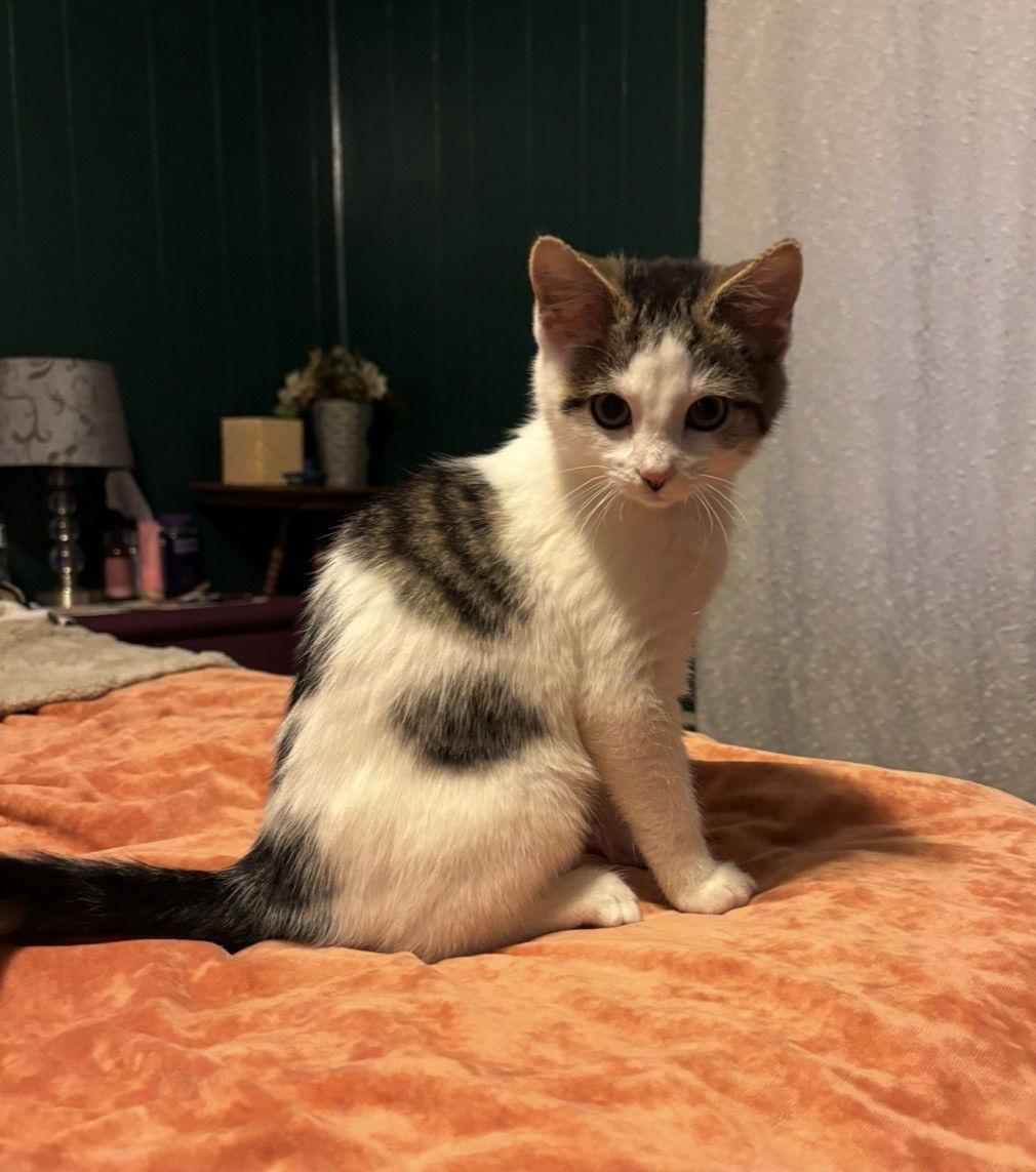 Enlarge Flurry, a Adopted Domestic Short Hair in Harrisburg, PA image 2/3