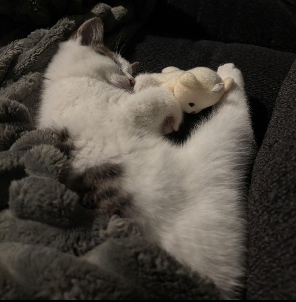 Enlarge Flurry, a Adopted Domestic Short Hair in Harrisburg, PA image 3/3