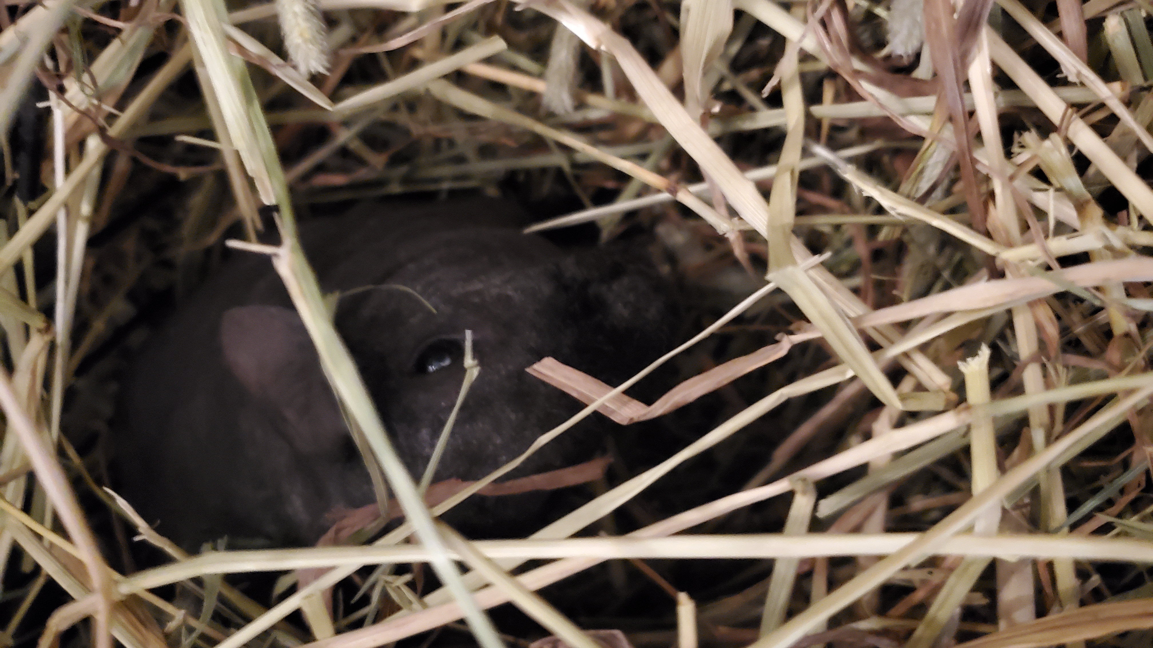 Beans & Blondie, Adopted, Adult Female Guinea Pig & Short-Haired.