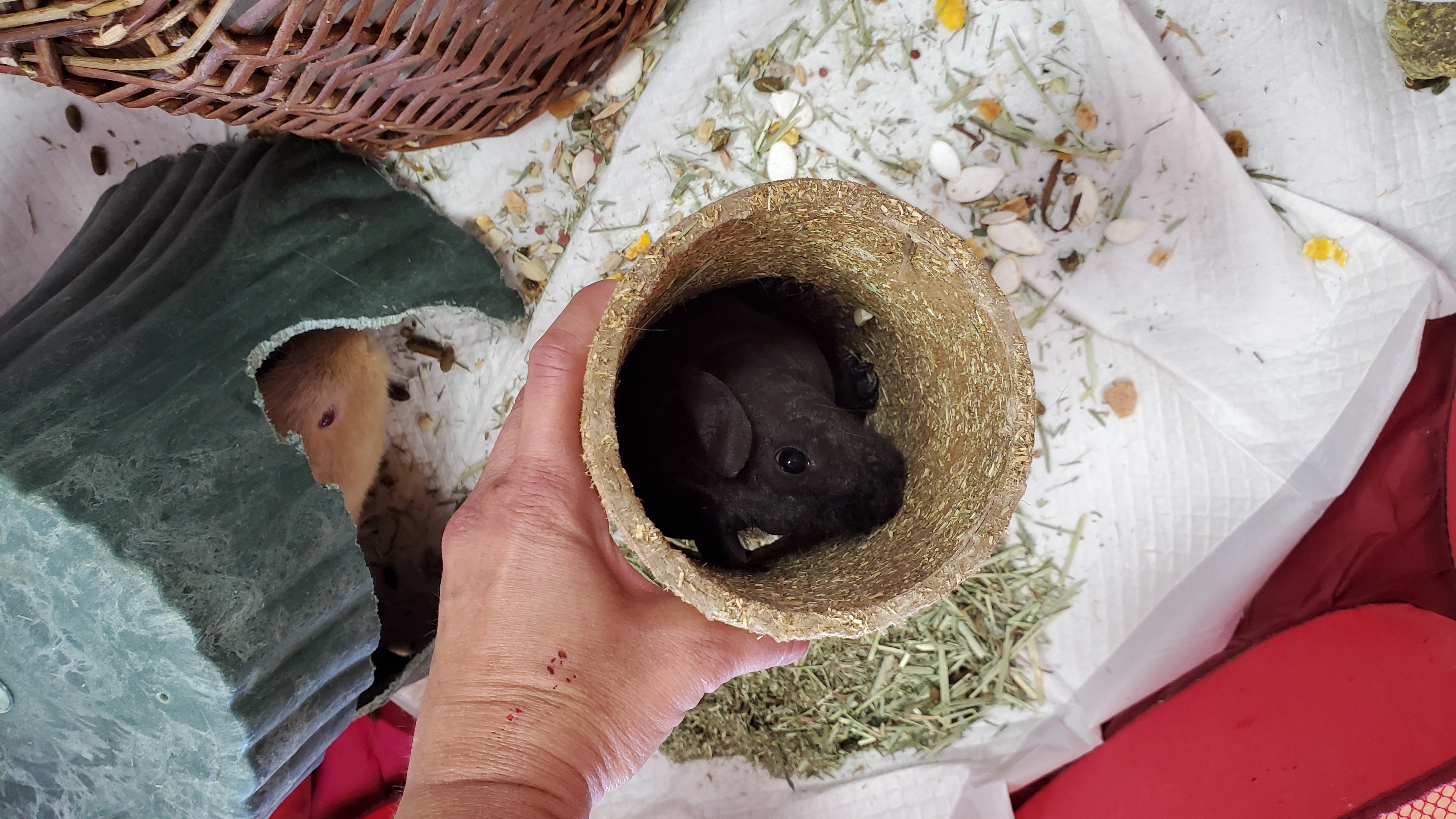 Enlarge Beans & Blondie, a Adopted mixed breed in Kanata, ON image 2/6
