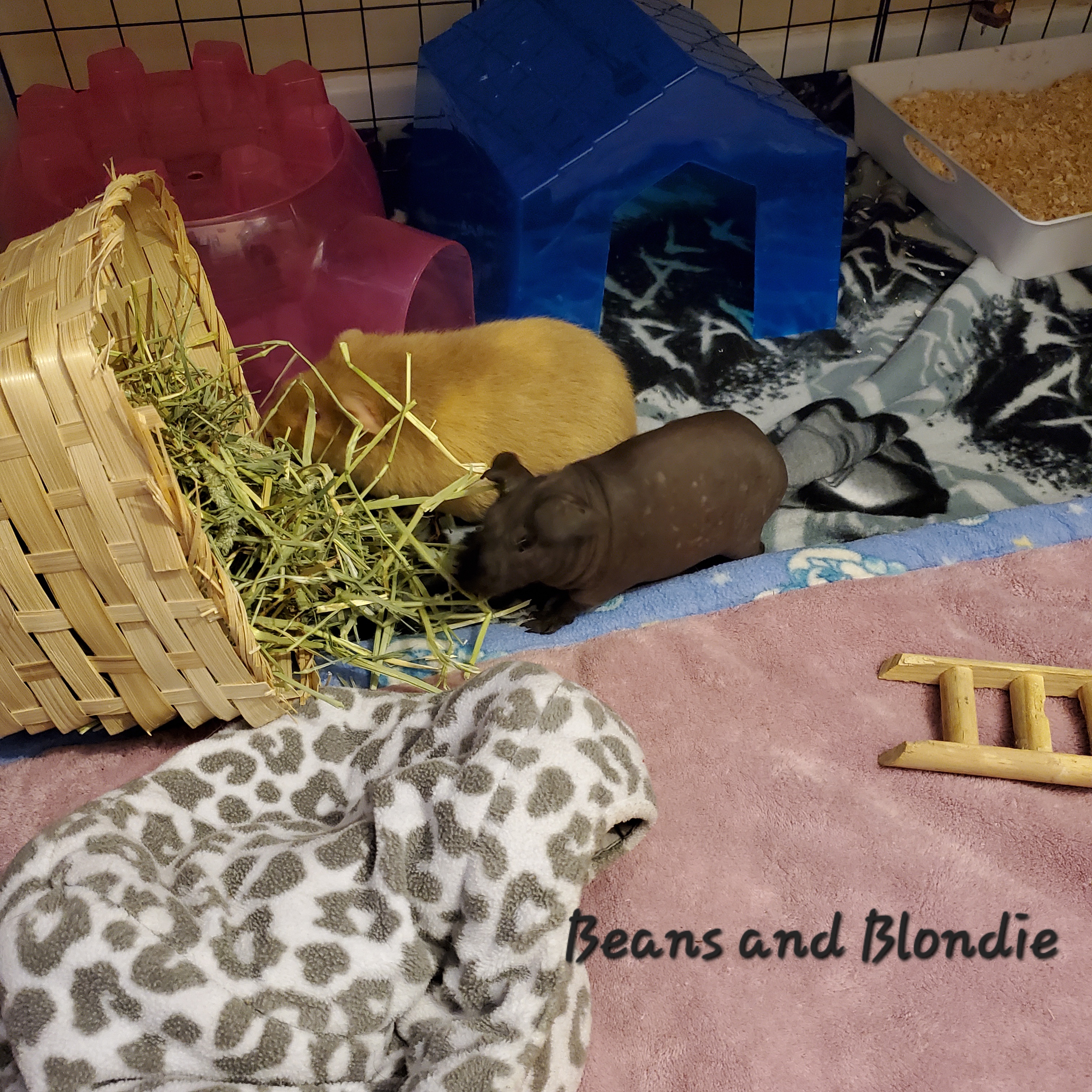 Enlarge Beans & Blondie, a Adopted mixed breed in Kanata, ON image 3/6