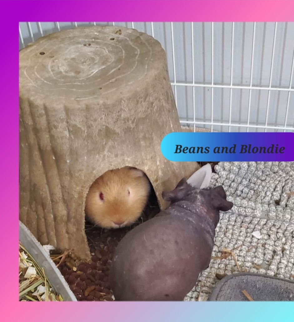 Beans & Blondie, Adopted, Adult Female Guinea Pig & Short-Haired.