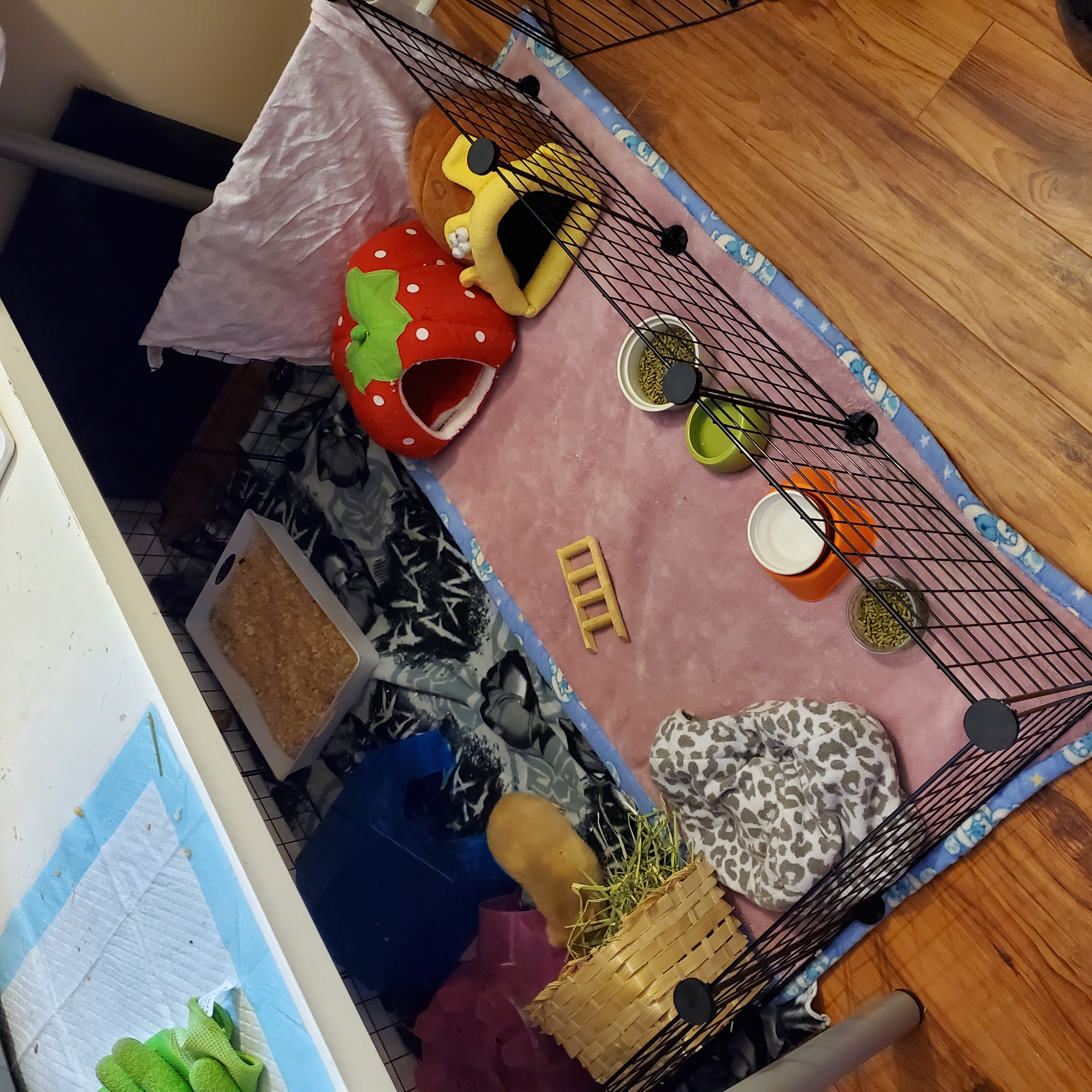 Enlarge Beans & Blondie, a Adopted mixed breed in Kanata, ON image 5/6