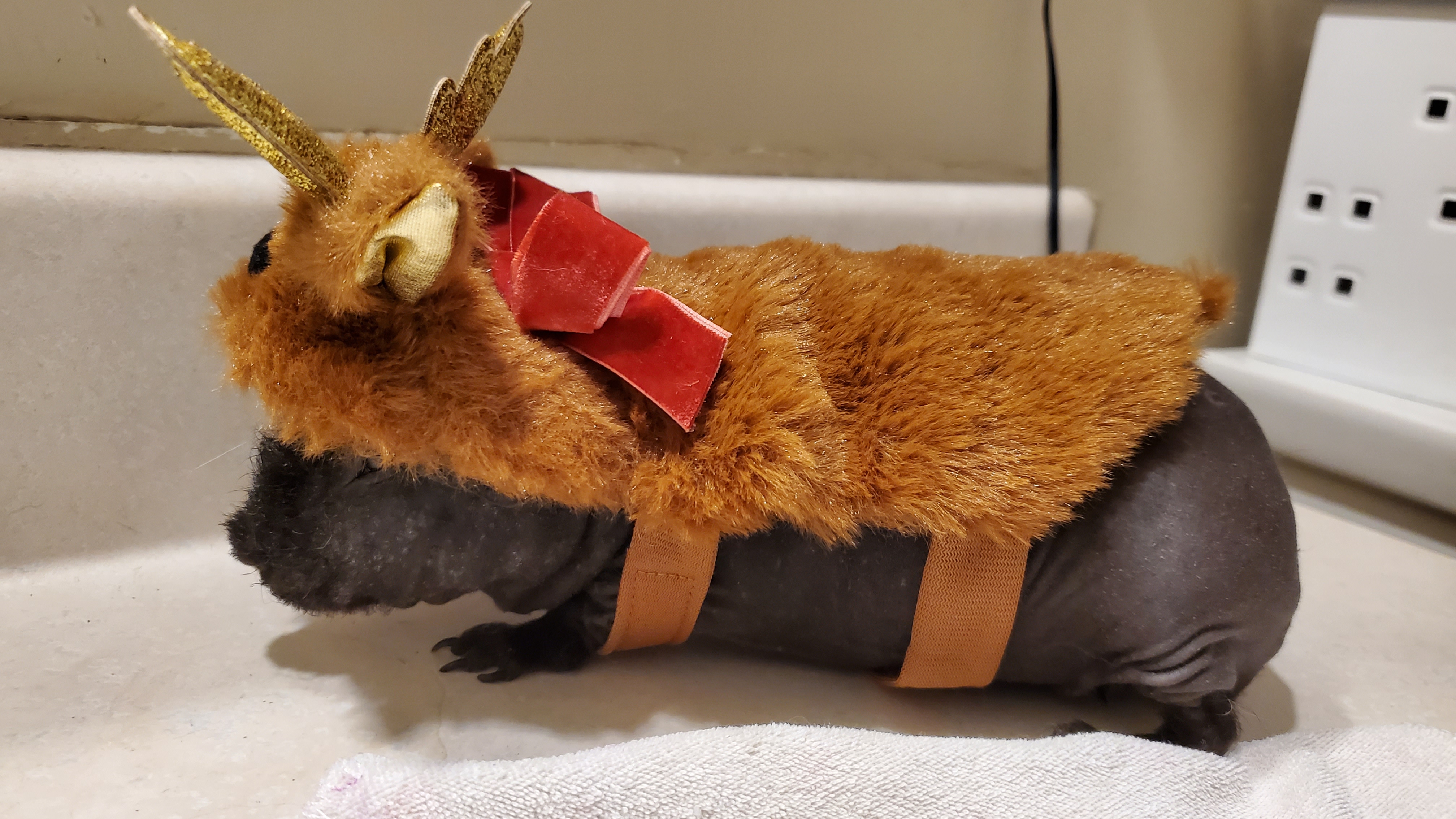 Enlarge Beans & Blondie, a Adopted mixed breed in Kanata, ON image 6/6