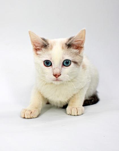 Enlarge Dumpling, a Adoptable mixed breed in Morton Grove, IL image 1/1