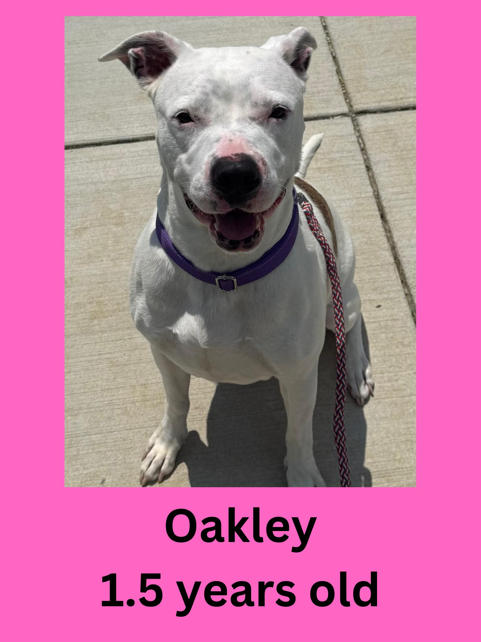 Oakley, adopted, Adult Female American Bulldog.