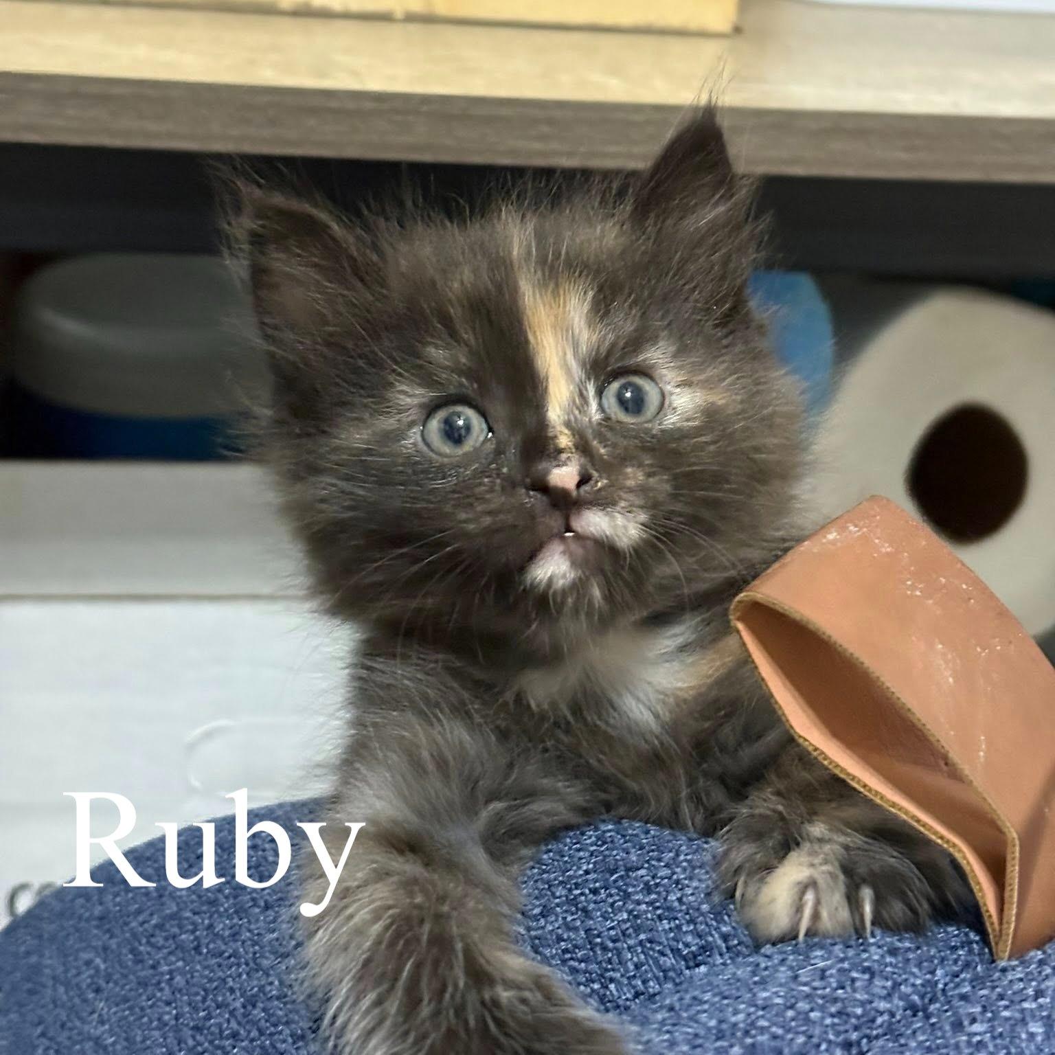 Enlarge Ruby, a ADOPTABLE Domestic Short Hair in Queen Creek, AZ image 3/5