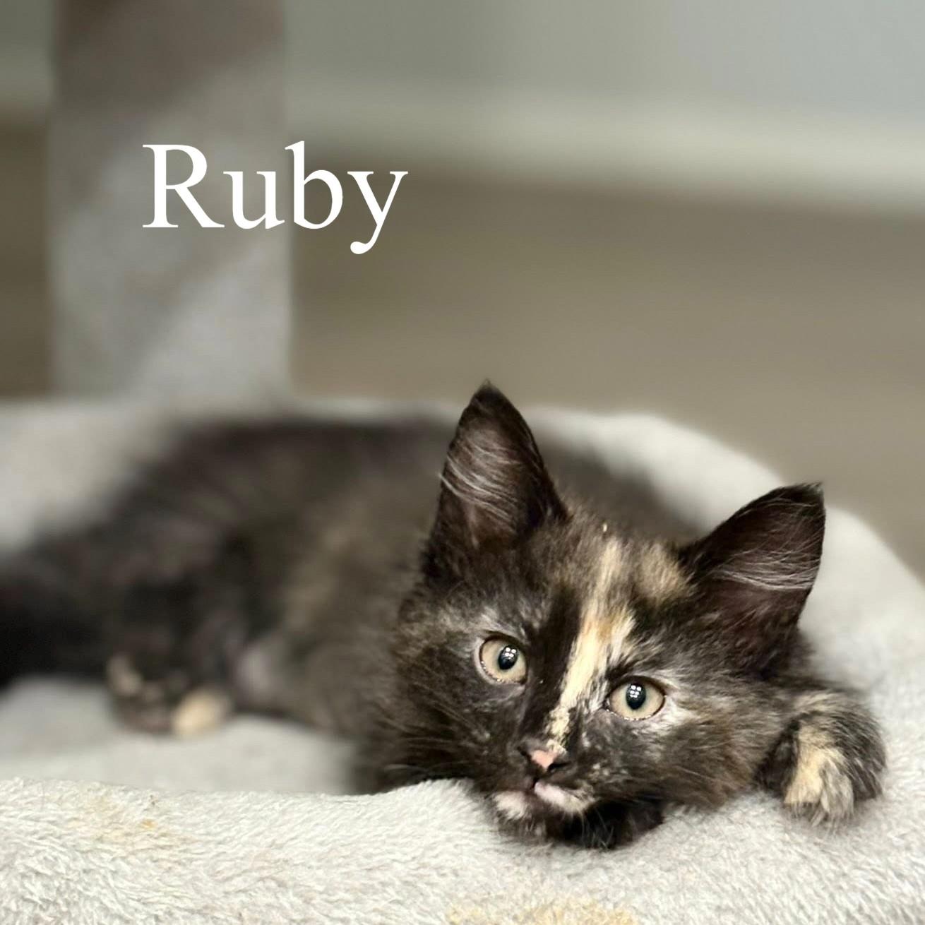 Ruby, ADOPTABLE, Kitten Female Domestic Short Hair.