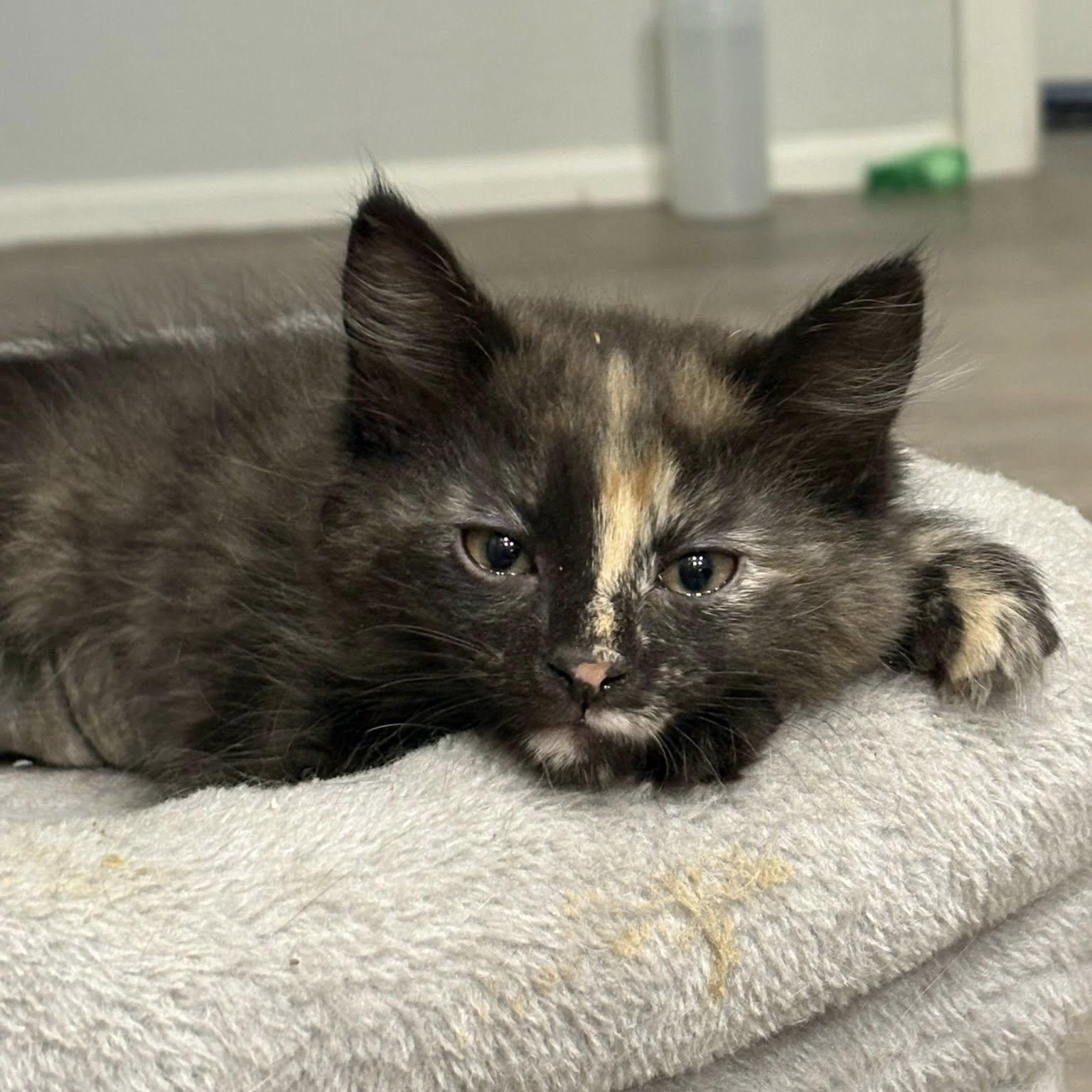 Enlarge Ruby, a ADOPTABLE Domestic Short Hair in Queen Creek, AZ image 4/5