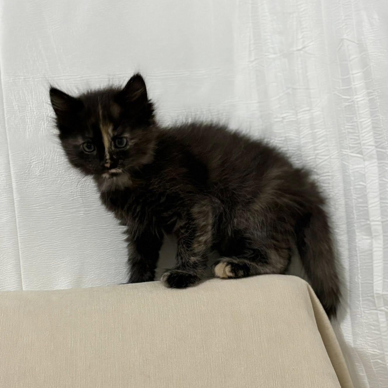 Enlarge Ruby, a ADOPTABLE Domestic Short Hair in Queen Creek, AZ image 5/5