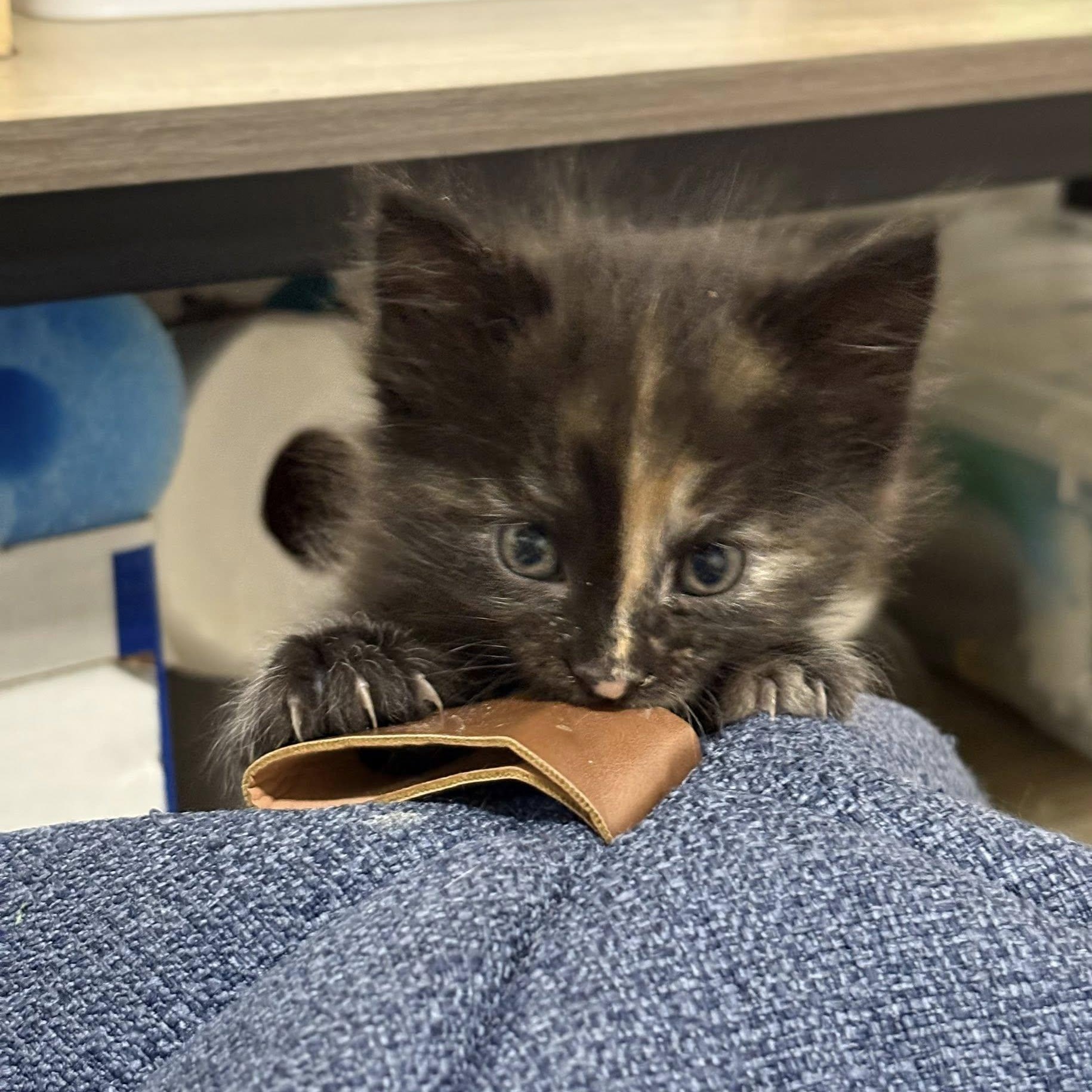Enlarge Ruby, a ADOPTABLE Domestic Short Hair in Queen Creek, AZ image 2/5