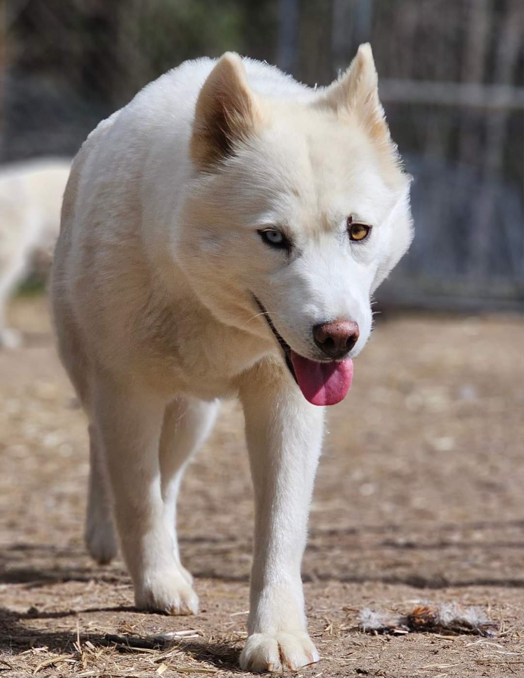 Junie photo 3