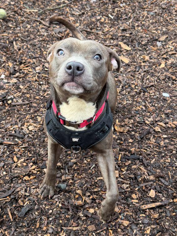 Enlarge Dustin, an adopted mixed breed in East Hartford, CT image 5/6