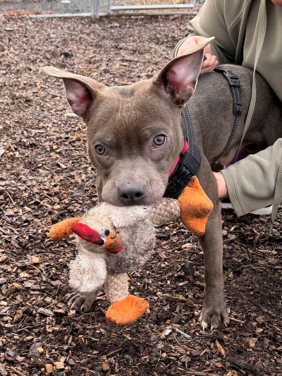 Enlarge Dustin, an adopted mixed breed in East Hartford, CT image 6/6