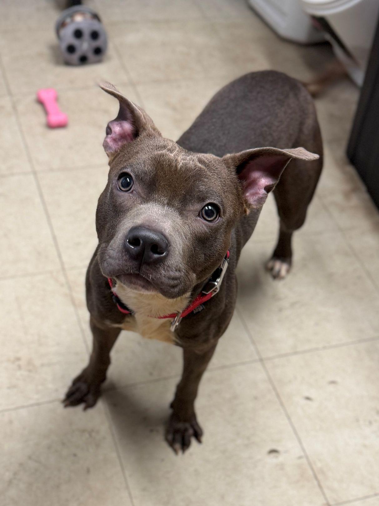 Enlarge Dustin, an adopted mixed breed in East Hartford, CT image 1/6