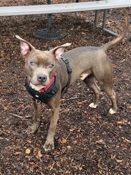 Enlarge Dustin, an adopted mixed breed in East Hartford, CT image 4/6