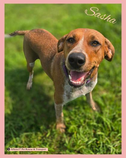 Enlarge Sasha, a Adoptable mixed breed in De Soto, IA image 2/2