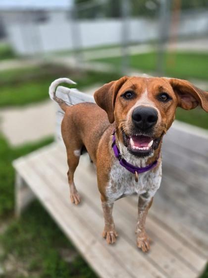 Enlarge Sasha, a Adoptable mixed breed in De Soto, IA image 4/4