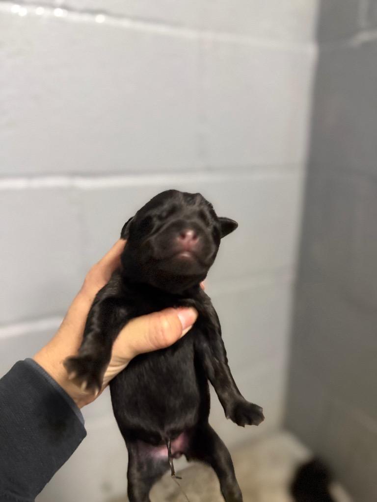 Enlarge Aaliyah, a Adoptable mixed breed in North Vernon, IN image 1/1