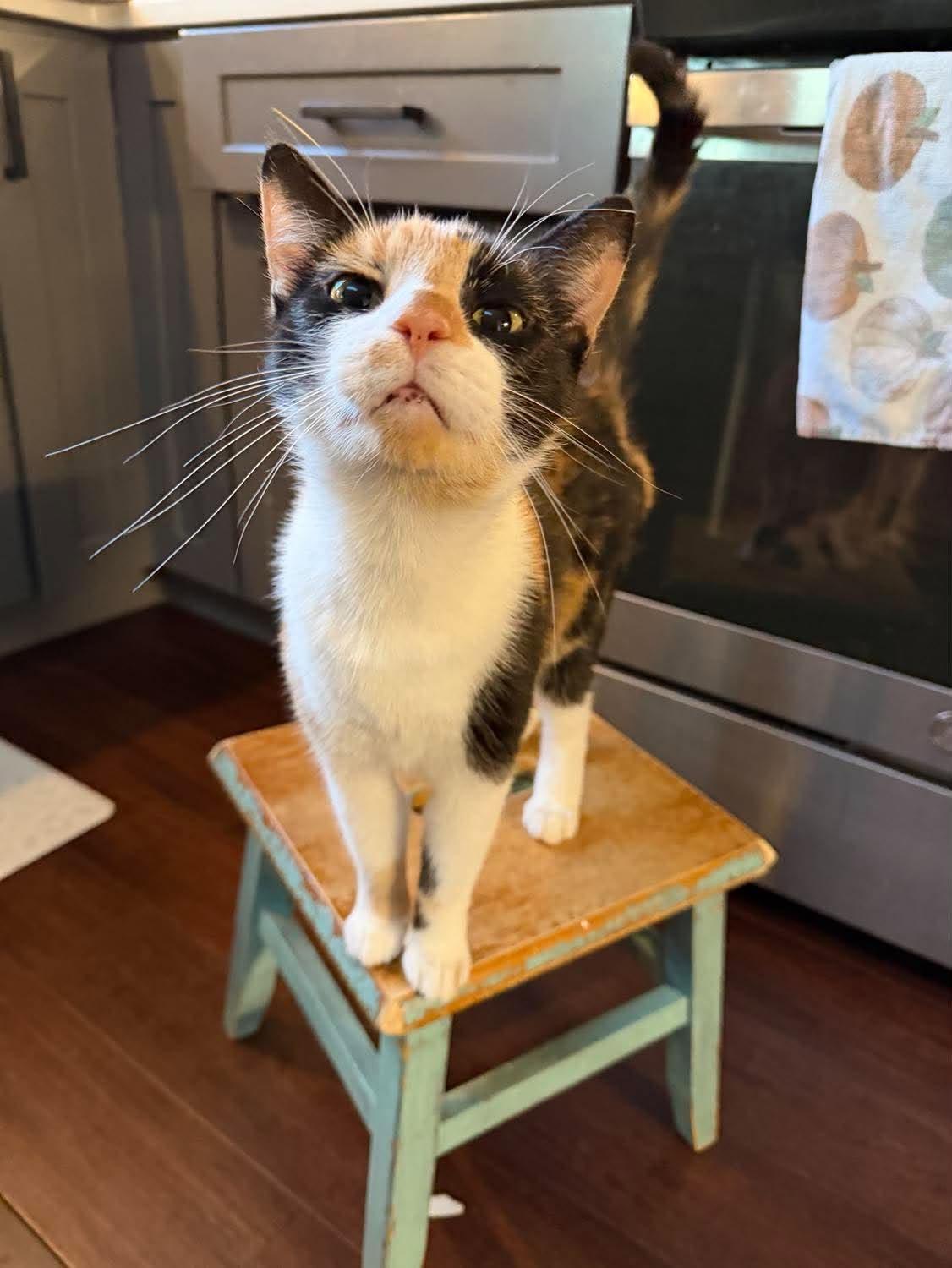Kat (Kitty) photo