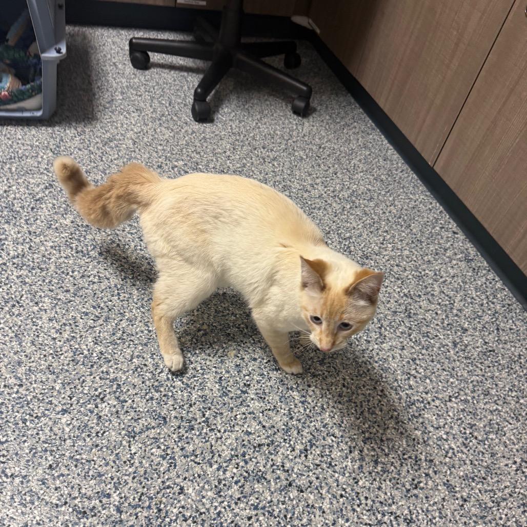 Yeti, a Adoptable Domestic Short Hair in Great Falls, MT image 1/4