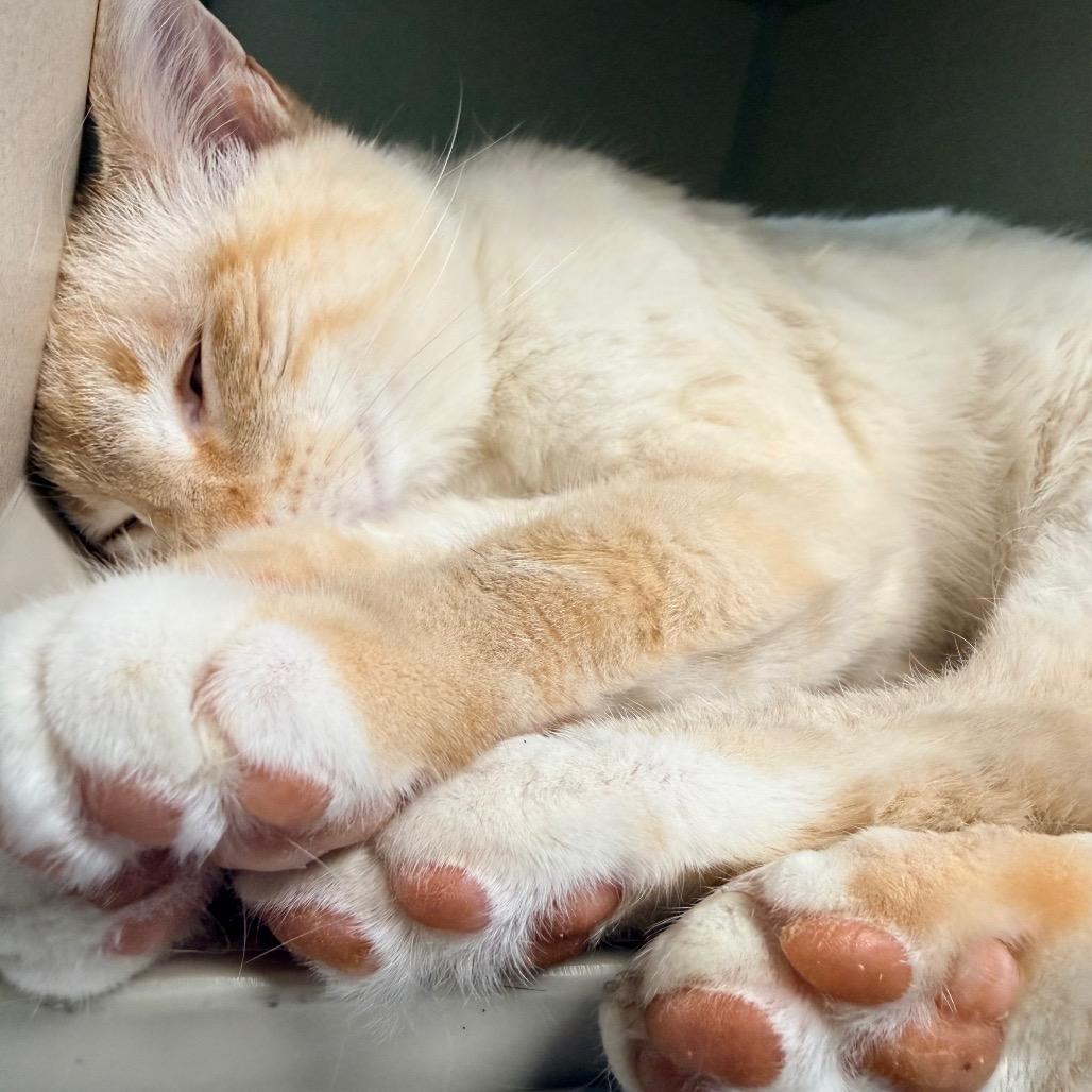 Yeti, a Adoptable Domestic Short Hair in Great Falls, MT image 3/4