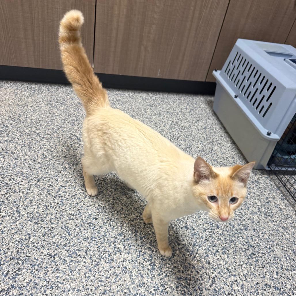 Yeti, a Adoptable Domestic Short Hair in Great Falls, MT image 4/4