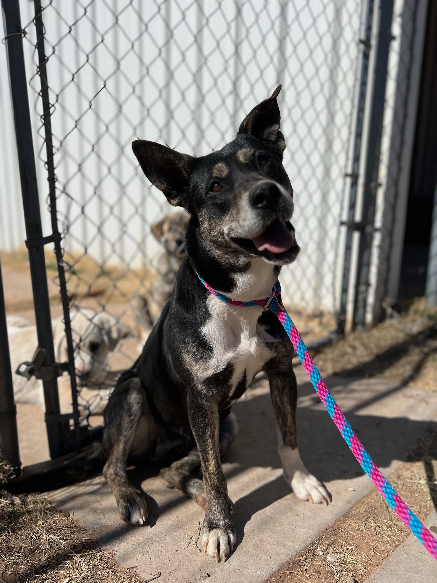 Enlarge Maggie, a Adoptable Shepherd in Amarillo, TX image 1/1