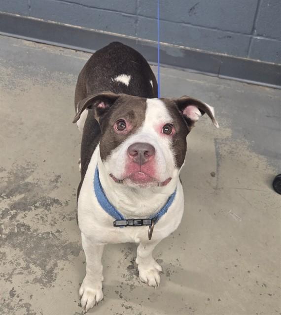 Enlarge RJ, a Adoptable mixed breed in Tallahassee, FL image 1/1