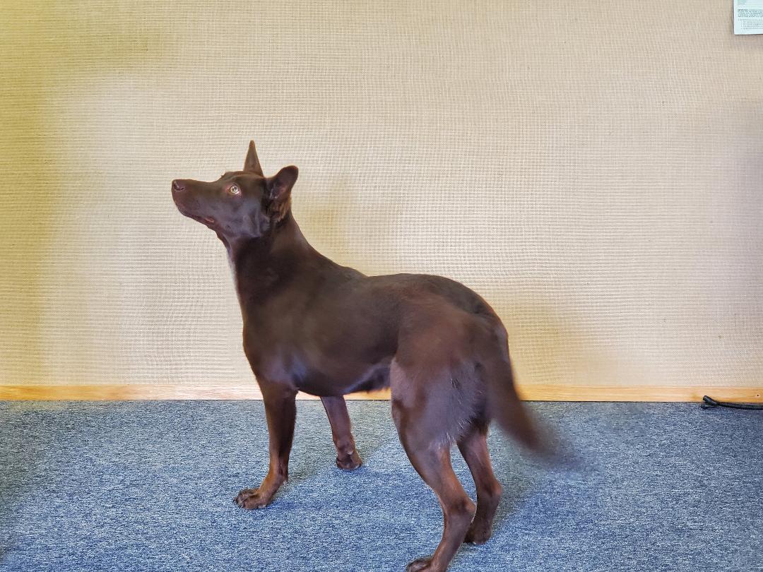 Enlarge Tesla, an adopted mixed breed in Bend, OR image 4/4