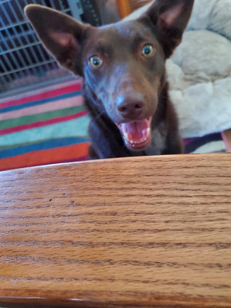 Tesla, an adoptable Cattle Dog, Labrador Retriever in Bend, OR, 97703 | Photo Image 3