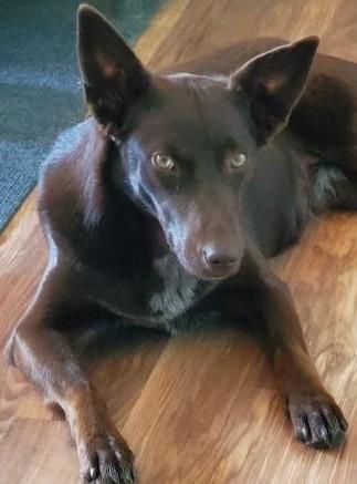 Tesla, an adoptable Cattle Dog, Labrador Retriever in Bend, OR, 97703 | Photo Image 4