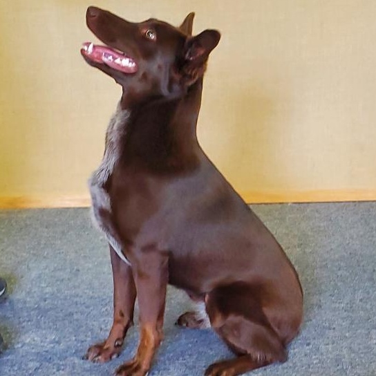 Tesla, adopted, Young Female Cattle Dog & Labrador Retriever.