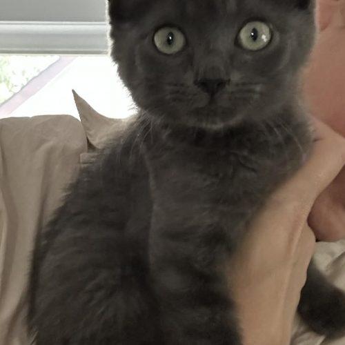 Nero, Adoptable, Kitten Male Domestic Short Hair.
