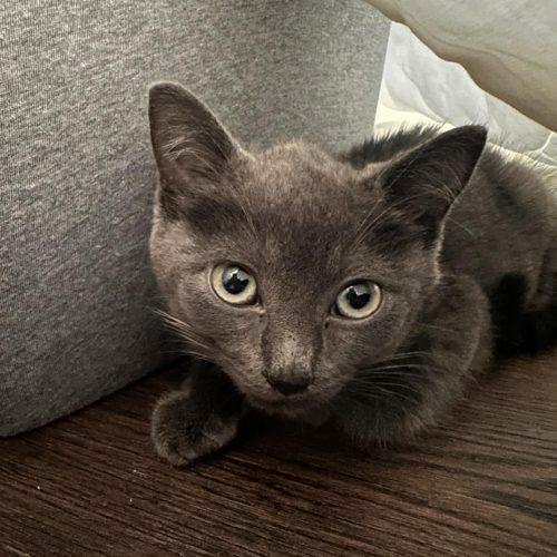 Enlarge Nero, a Adoptable Domestic Short Hair in Verona, NJ image 2/4