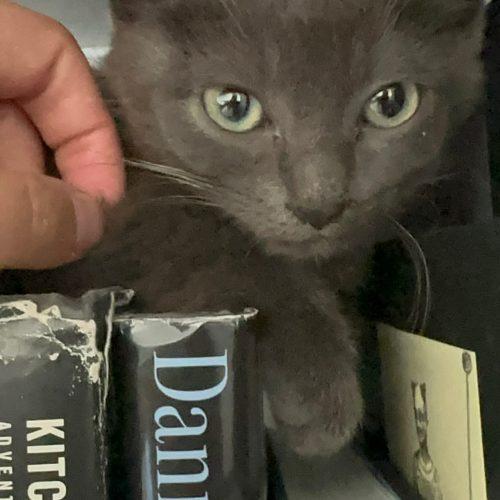 Enlarge Nero, a Adoptable Domestic Short Hair in Verona, NJ image 3/4