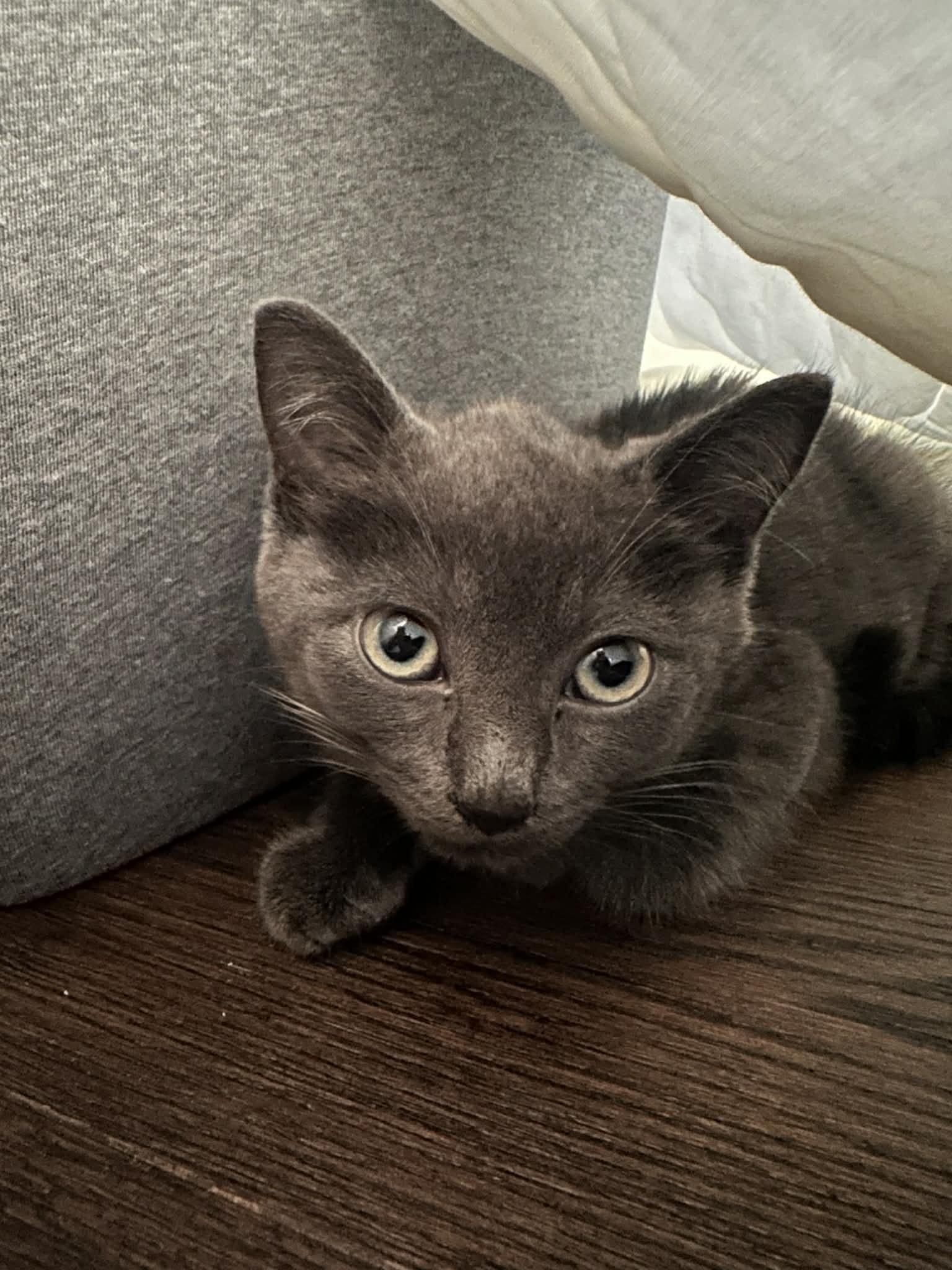 Enlarge Nero, a Adoptable Domestic Short Hair in Verona, NJ image 4/4