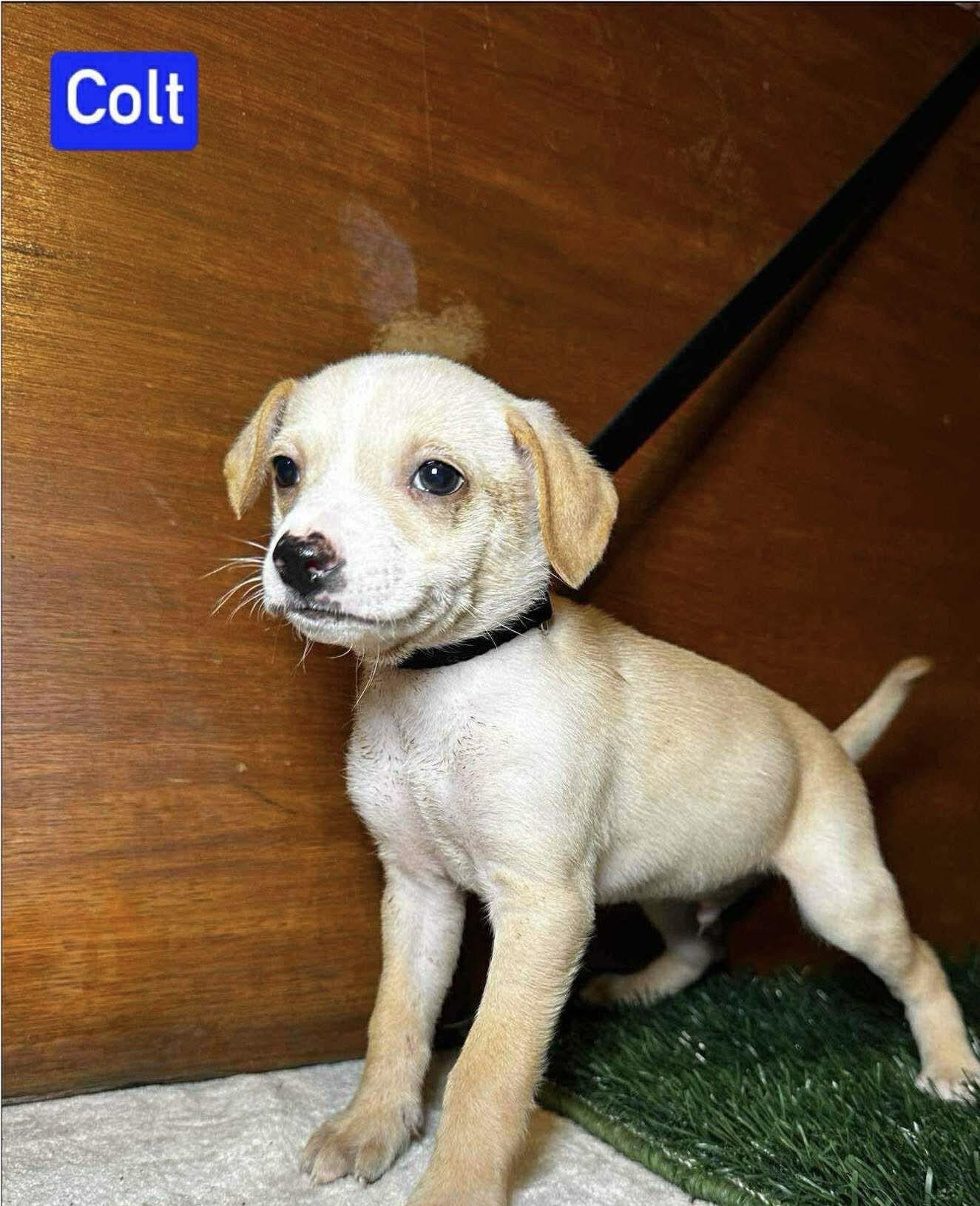 Enlarge Colt, a Adoptable Mixed Breed in Puyallup, WA image 4/4